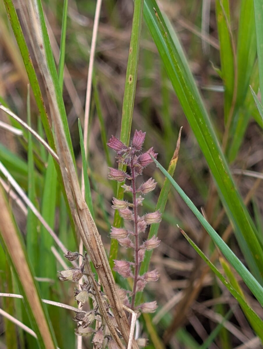 Mosla scabra - (Thunb.)C.Y.Wu & H.W.Li.