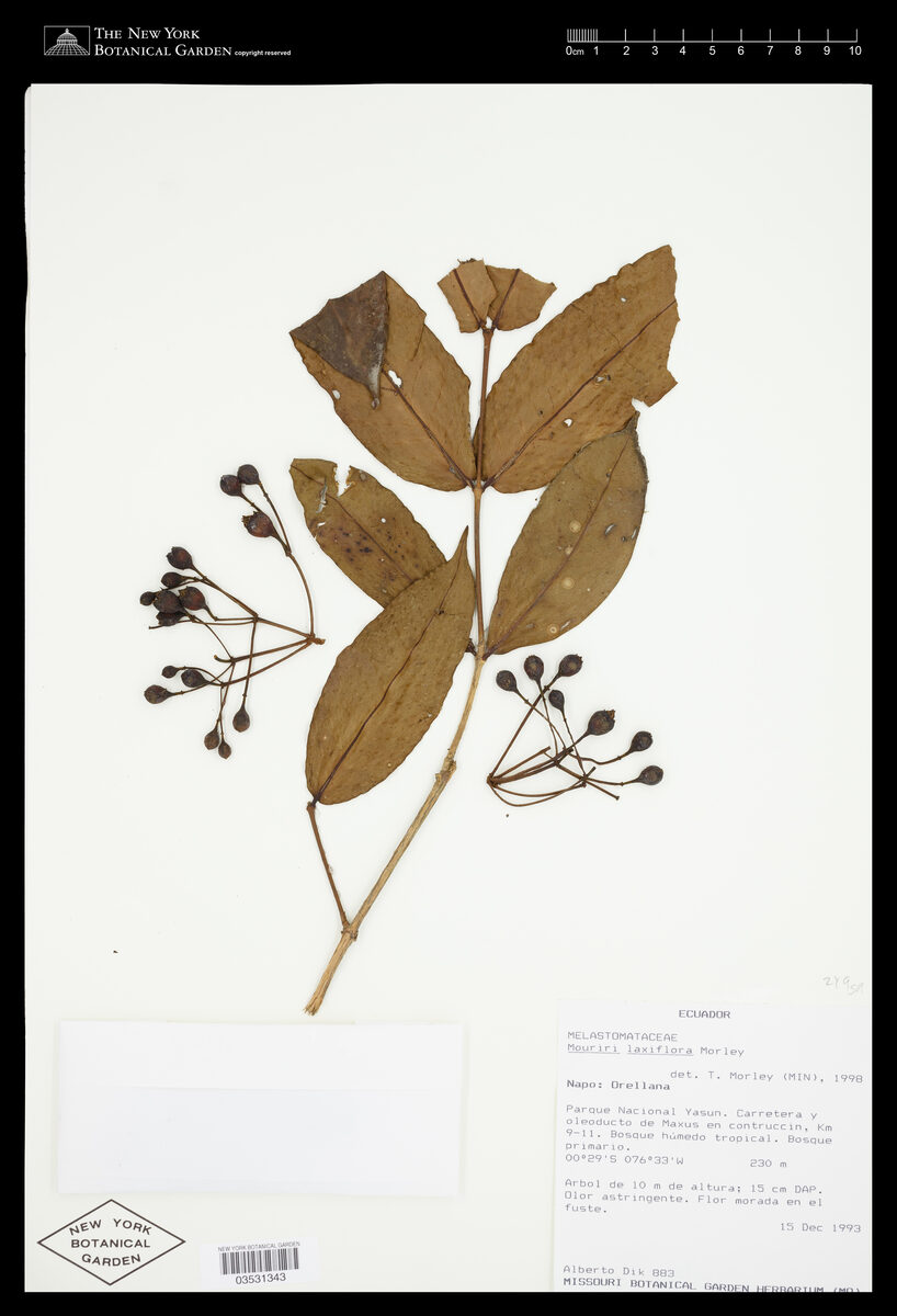 Mouriri laxiflora (Laxiflorous mouriri) — photo