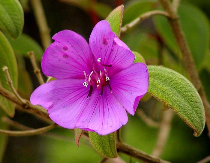 Mouriri laxiflora (Laxiflorous mouriri) — photo