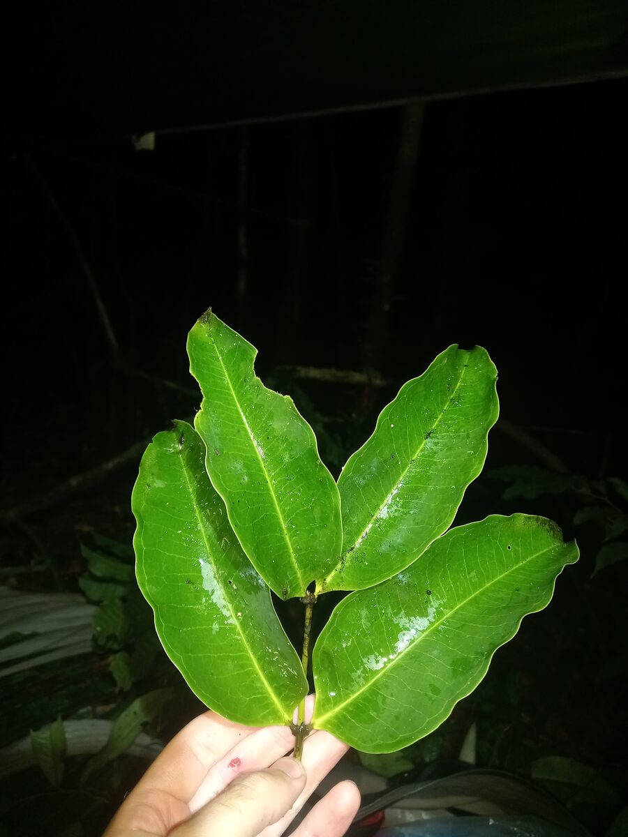 Mouriri nigra (Black mouriri) — photo