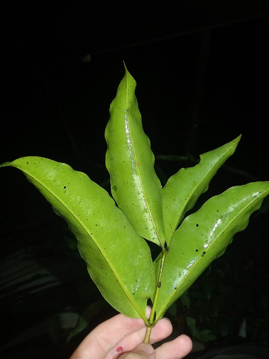 Mouriri nigra