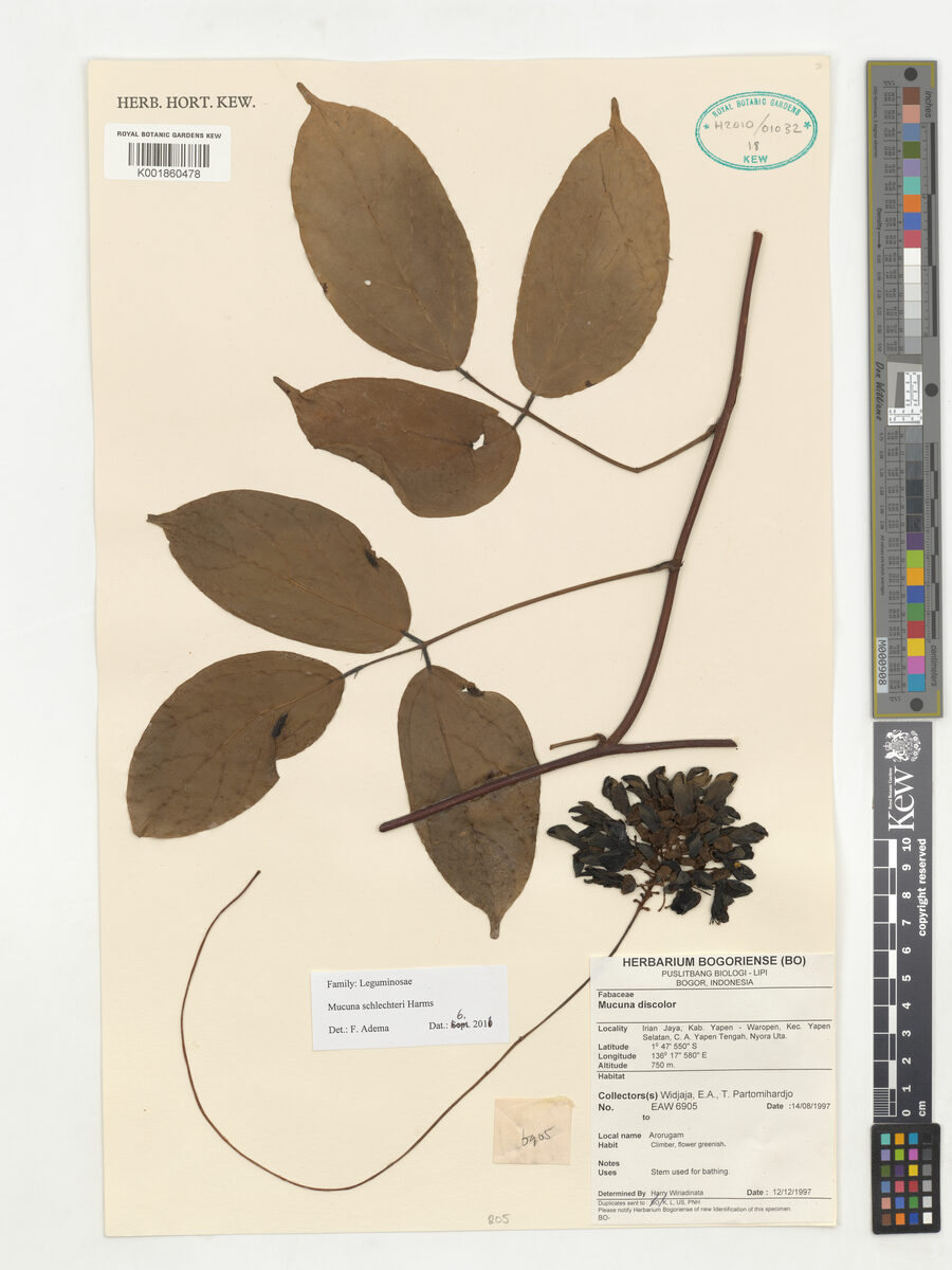 Mucuna schlechteri — photo
