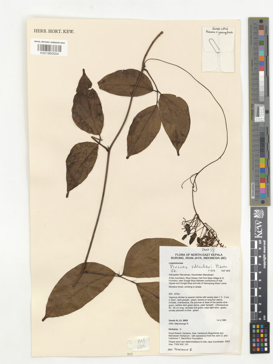 Mucuna schlechteri — photo