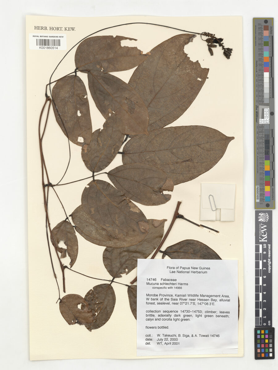 Mucuna schlechteri
