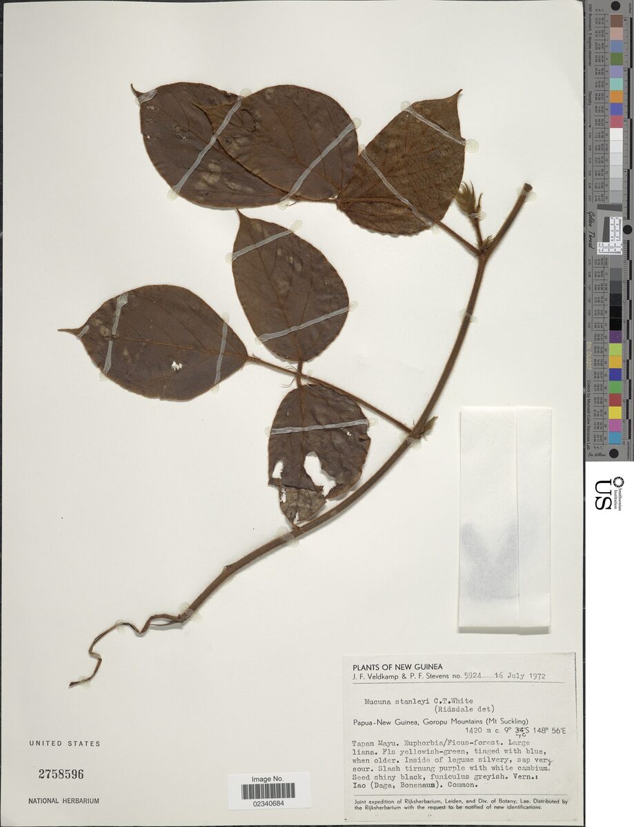Mucuna stanleyi — photo
