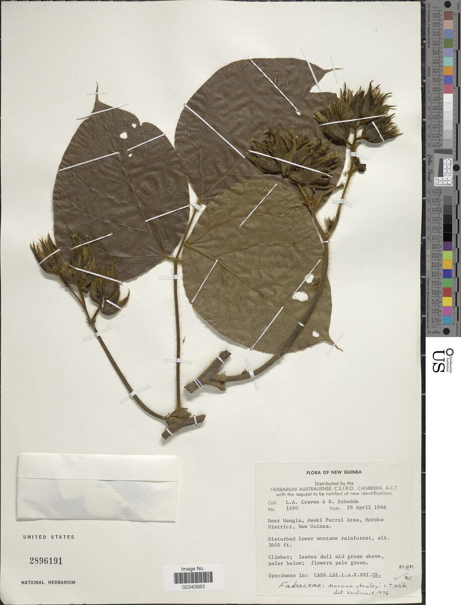 Mucuna stanleyi — photo