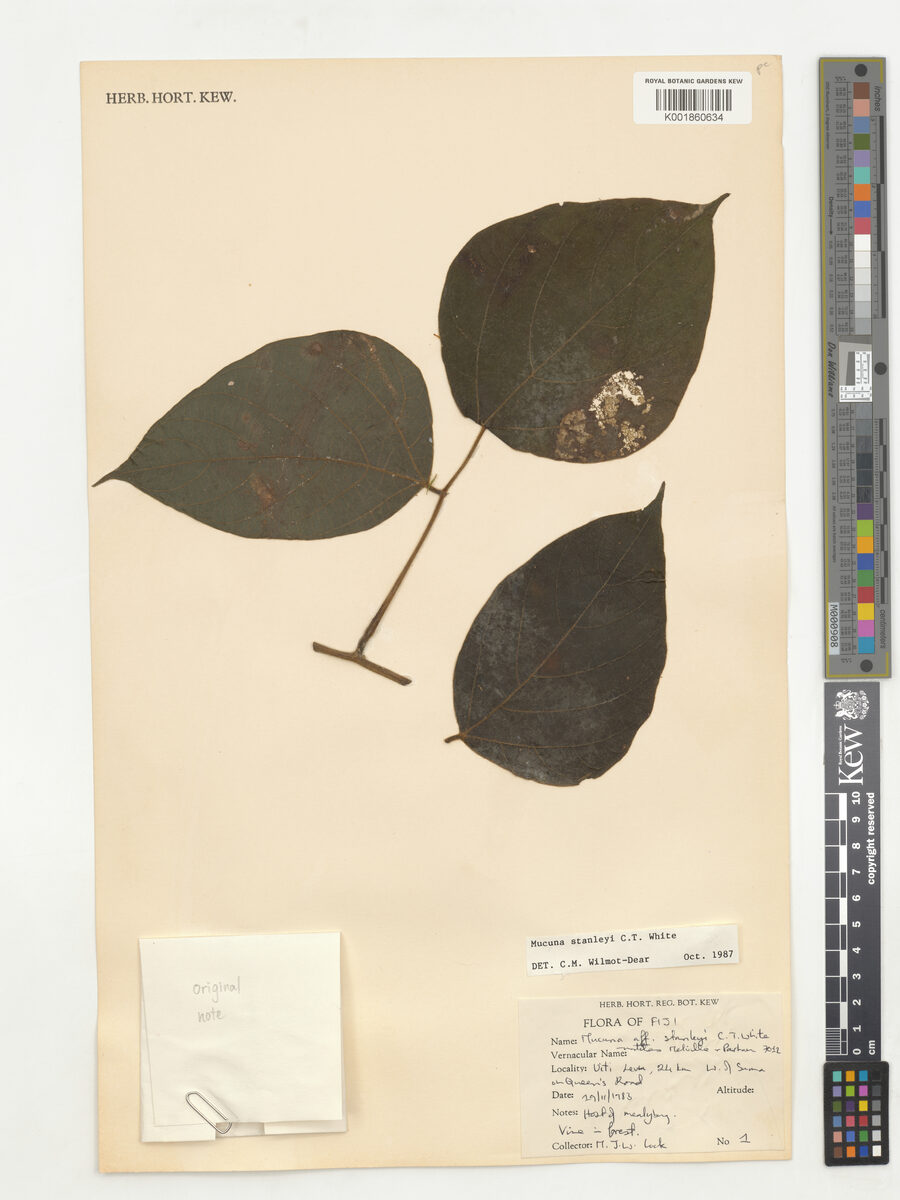 Mucuna stanleyi