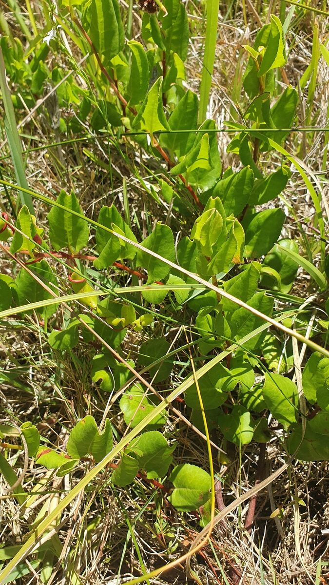 Muehlenbeckia adpressa - (Labill.)Meissn. — photo