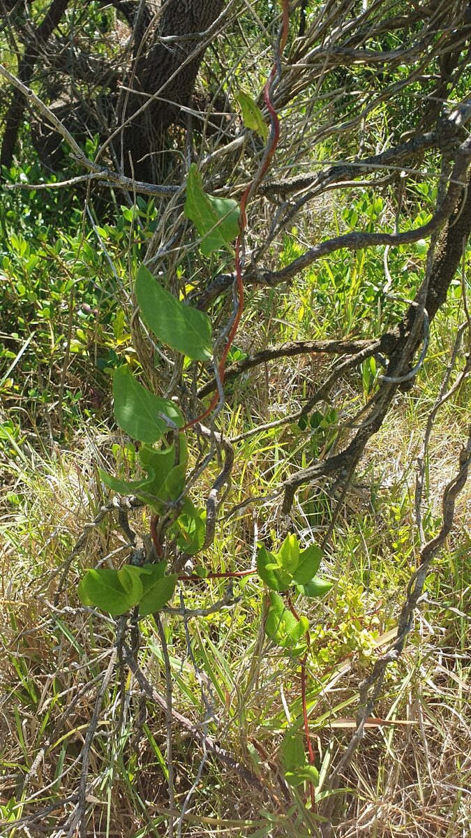 Muehlenbeckia adpressa - (Labill.)Meissn. — photo