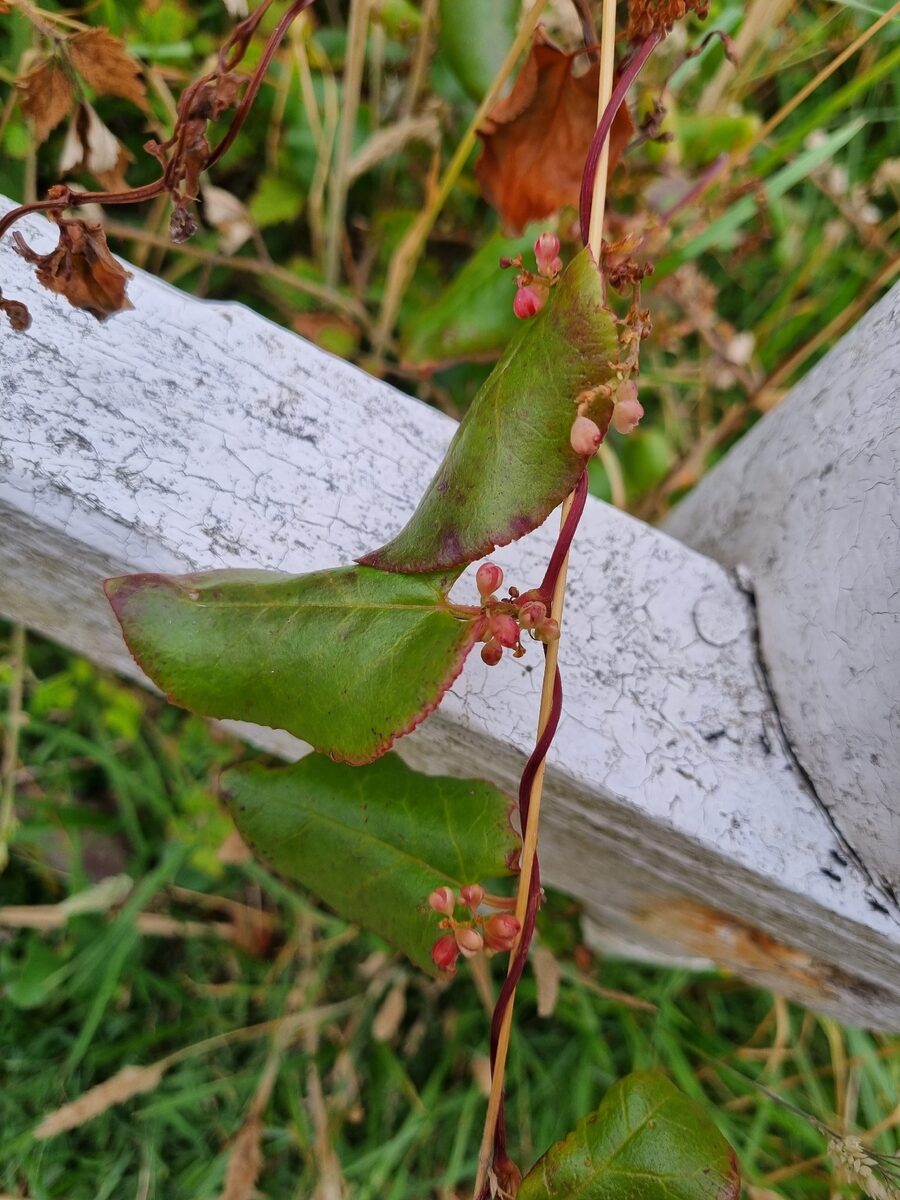 Muehlenbeckia adpressa - (Labill.)Meissn.