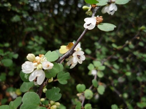 Muehlenbeckia astonii — photo