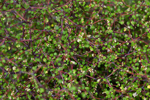 Muehlenbeckia astonii — photo