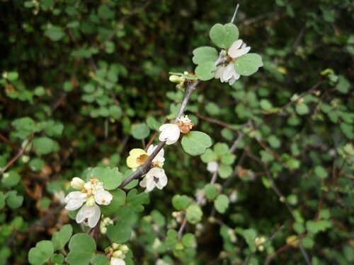 Muehlenbeckia astonii