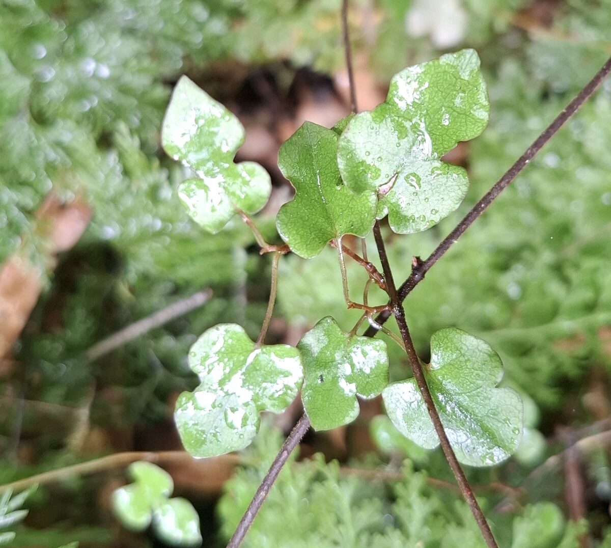 Muehlenbeckia australis - (G.Forst.)Meissn. — photo