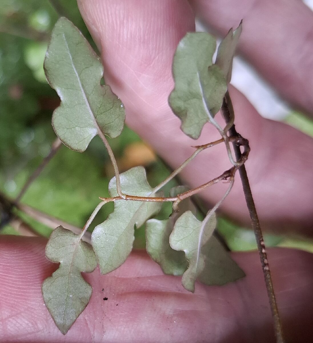 Muehlenbeckia australis - (G.Forst.)Meissn. — photo