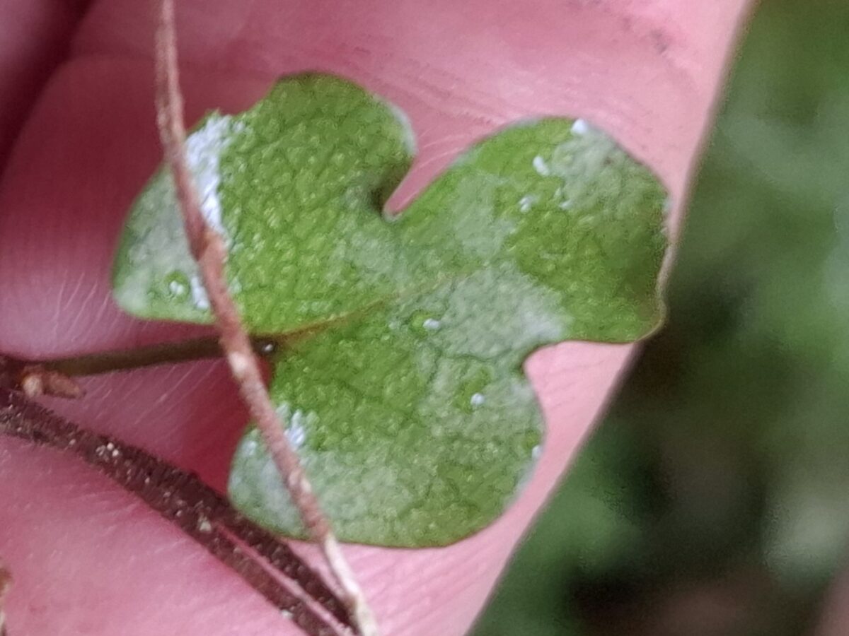 Muehlenbeckia australis - (G.Forst.)Meissn.