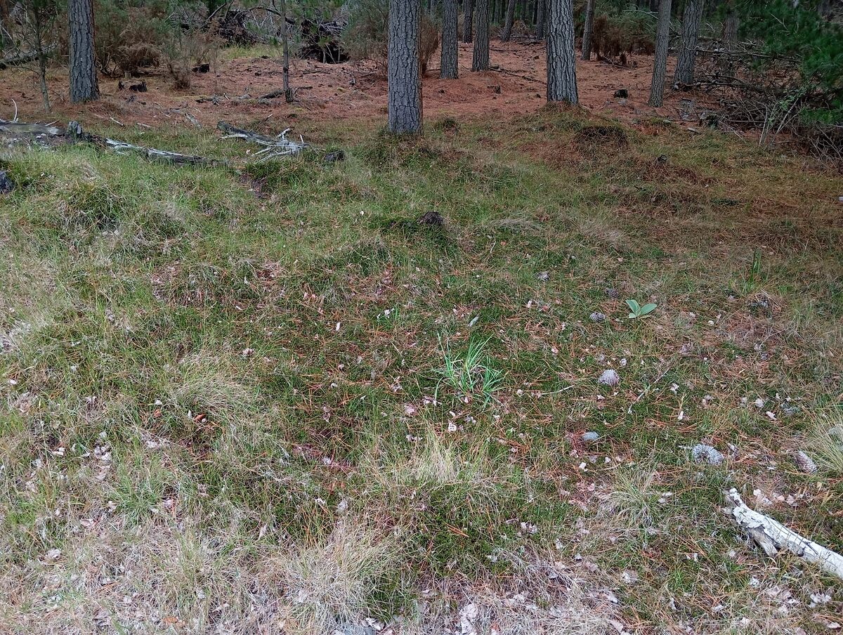 Muehlenbeckia axillaris - (Hook.f.)Walp. (Sprawling wirevine) — photo