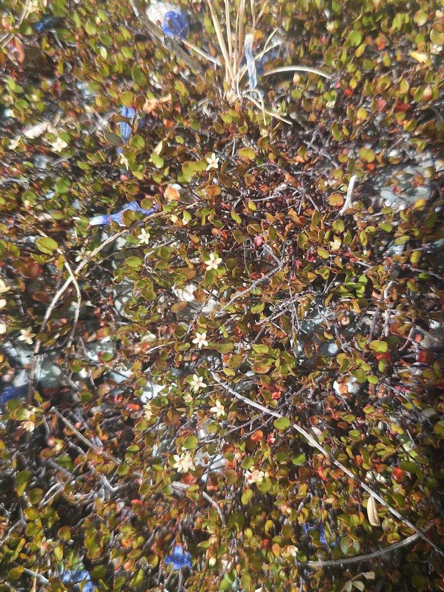 Muehlenbeckia axillaris - (Hook.f.)Walp.