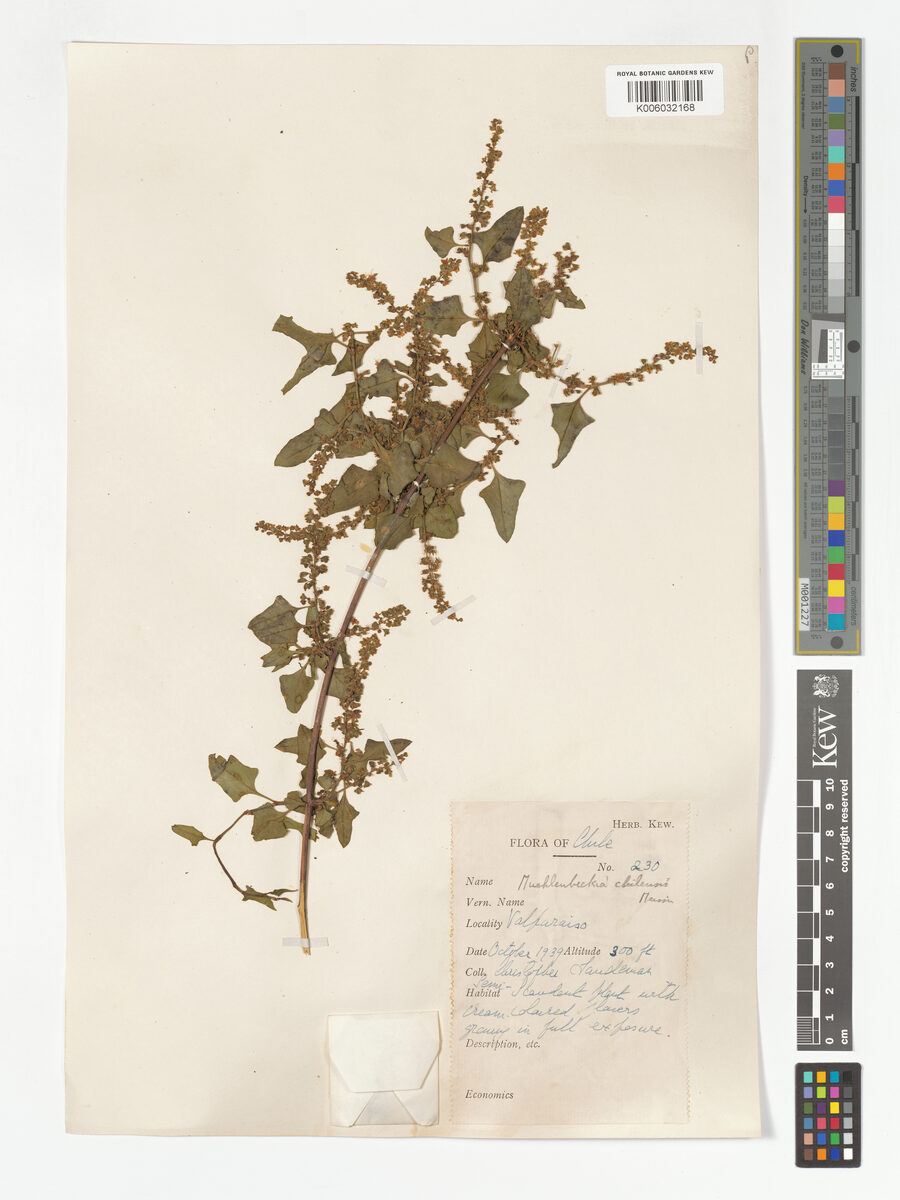 Muehlenbeckia chilensis — photo