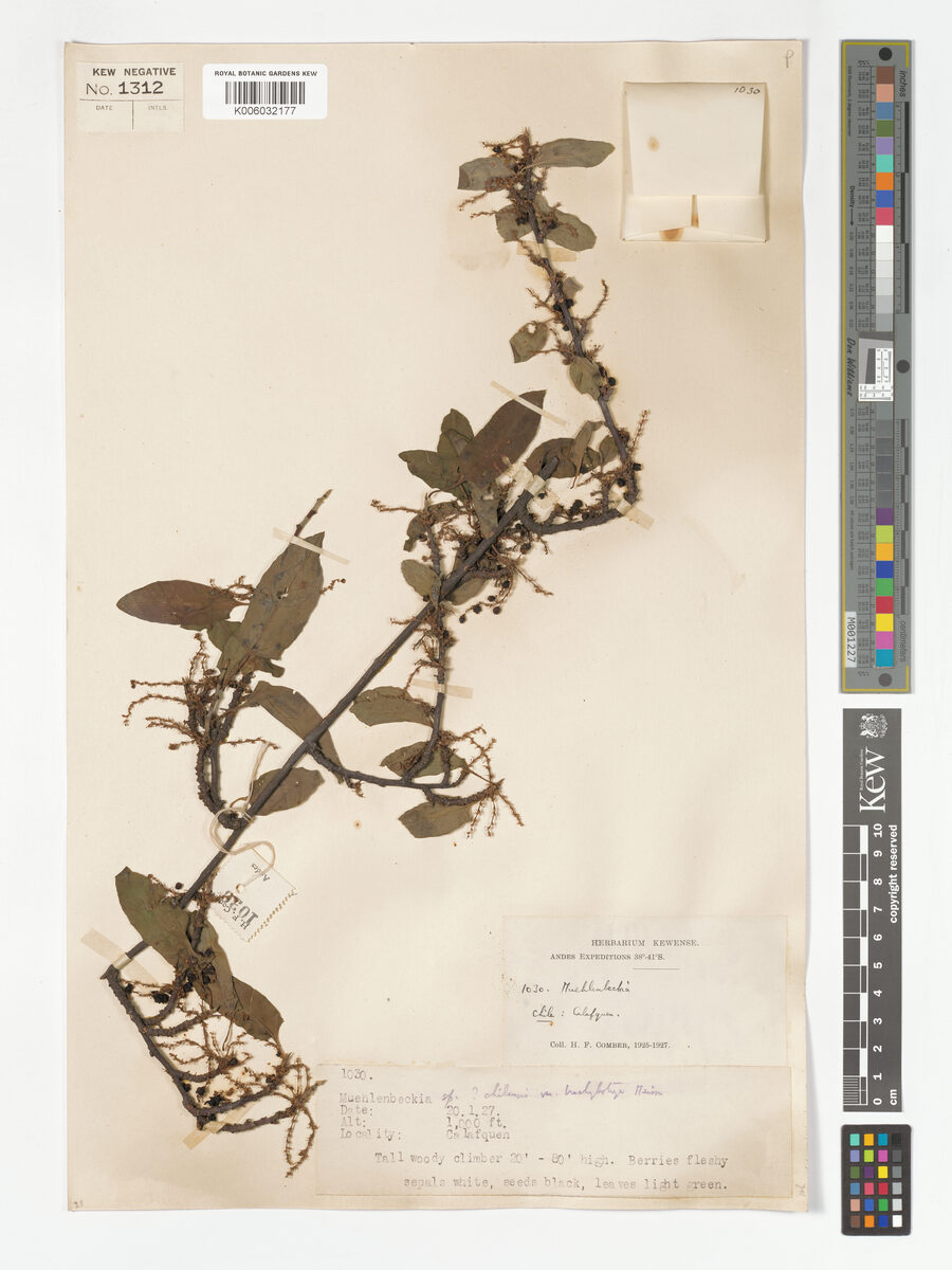 Muehlenbeckia chilensis — photo
