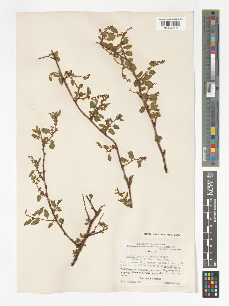Muehlenbeckia chilensis