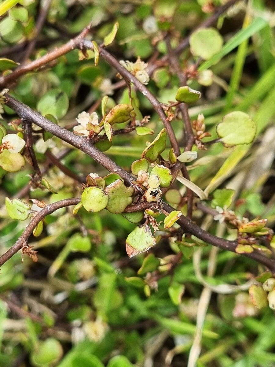 Muehlenbeckia complexa - (A.Cunn.)Meissn. (Maidenhair Vine) — photo