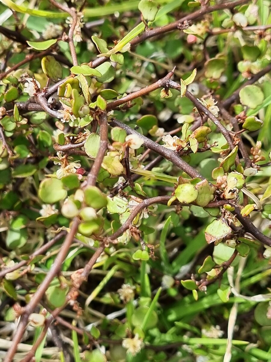 Muehlenbeckia complexa - (A.Cunn.)Meissn. (Maidenhair Vine) — photo