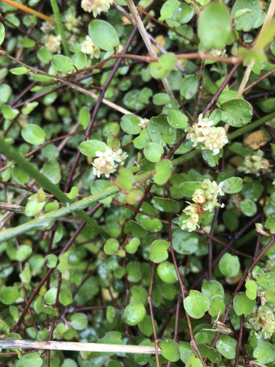 Muehlenbeckia complexa - (A.Cunn.)Meissn.