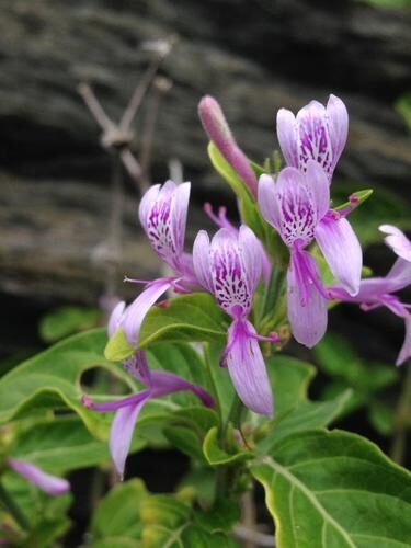 Muehlenbeckia platyclada (Ribbon-bush) — photo