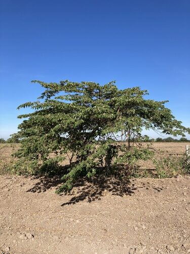 Muntingia calabura (Calabura) — photo