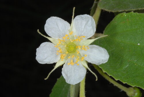Muntingia calabura (Calabura) — photo