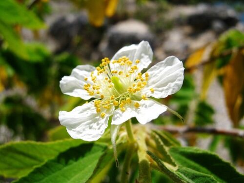 Muntingiaceae