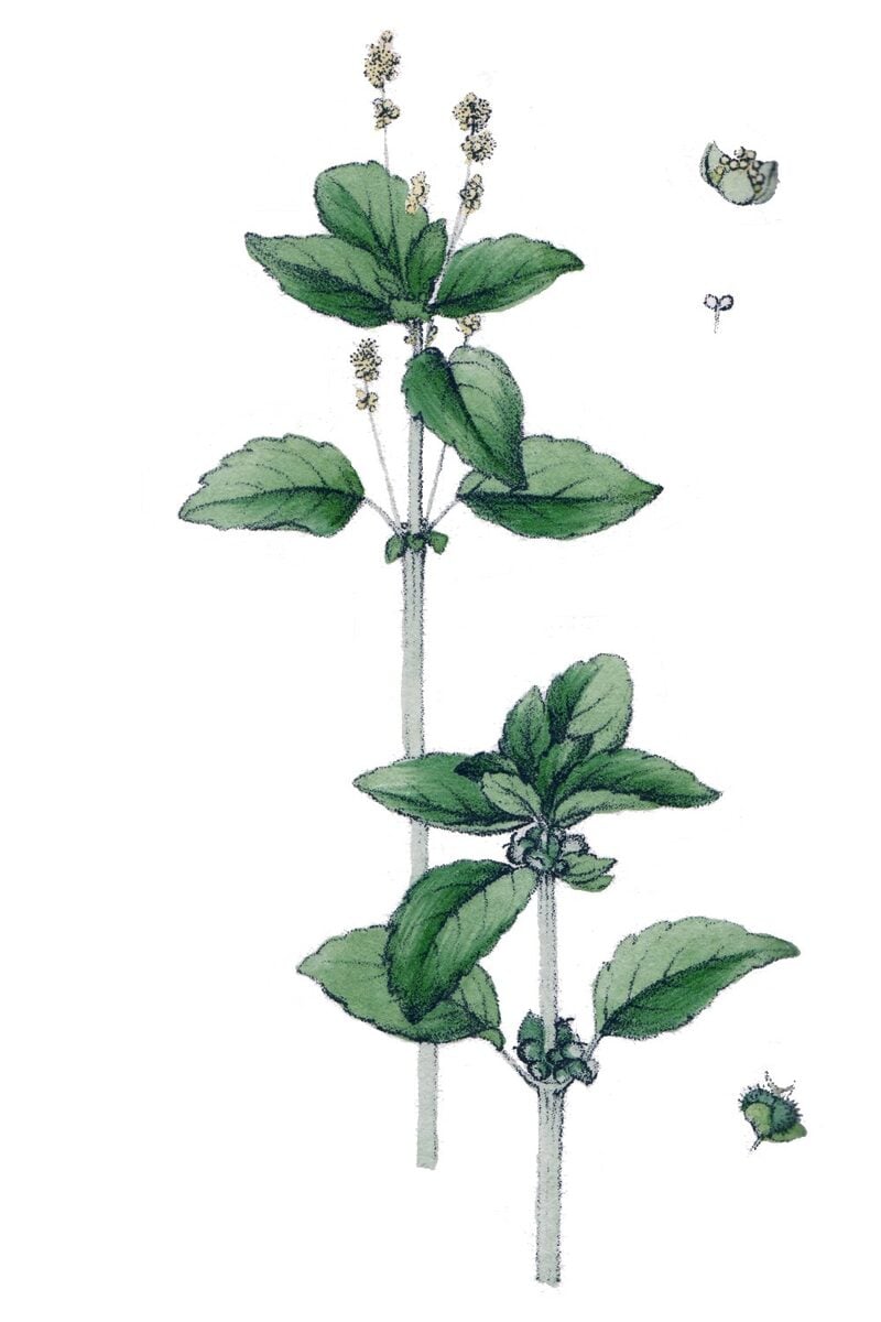 Muricococcum sinense