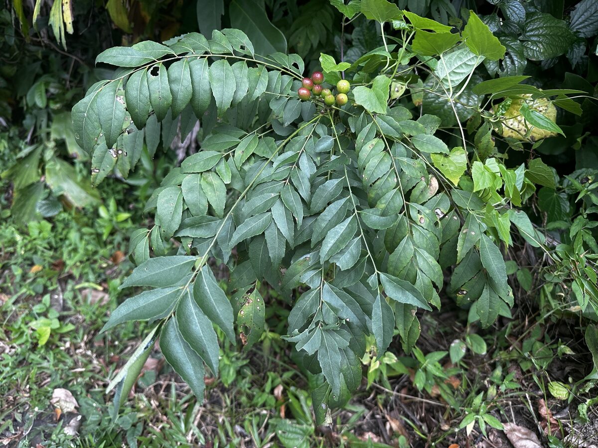 Murraya koenigii - (L.) Spreng. (Curry tree) — photo