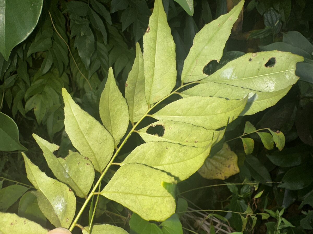 Murraya koenigii - (L.) Spreng. (Curry tree) — photo
