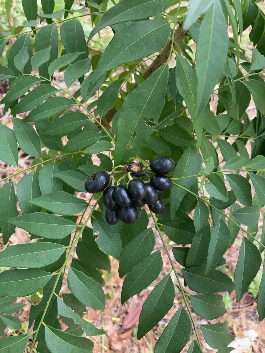 Murraya koenigii - (L.) Spreng.