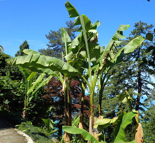 Musa basjoo (Japanese Banana) — photo
