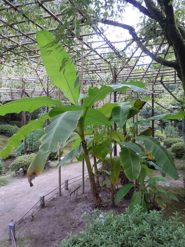 Musa basjoo (Japanese Banana) — photo