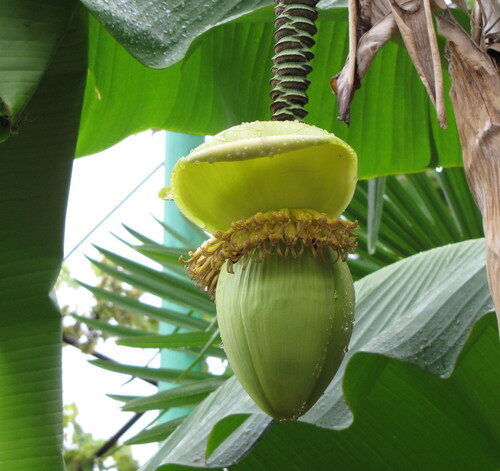 Musa basjoo