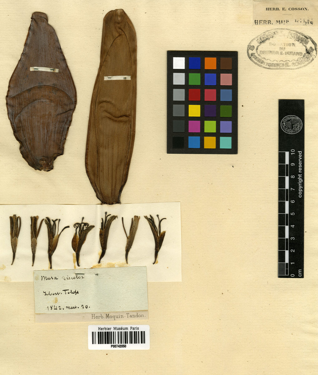 Musa discolor — photo