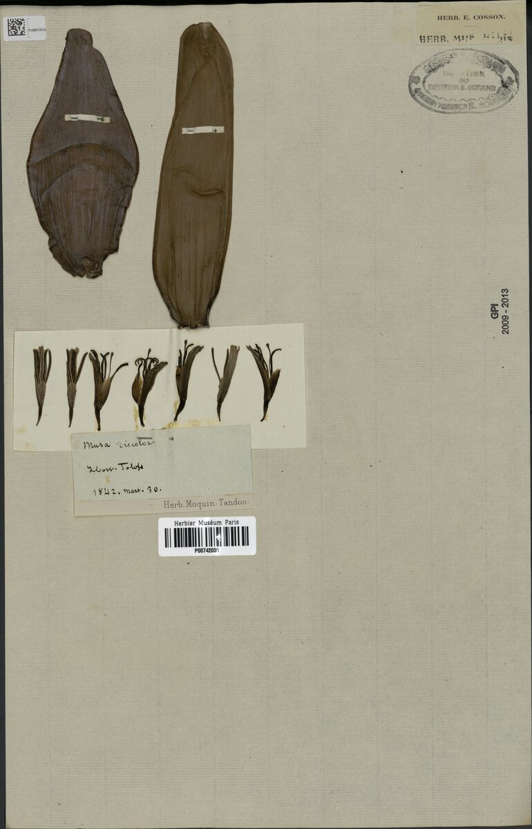Musa discolor
