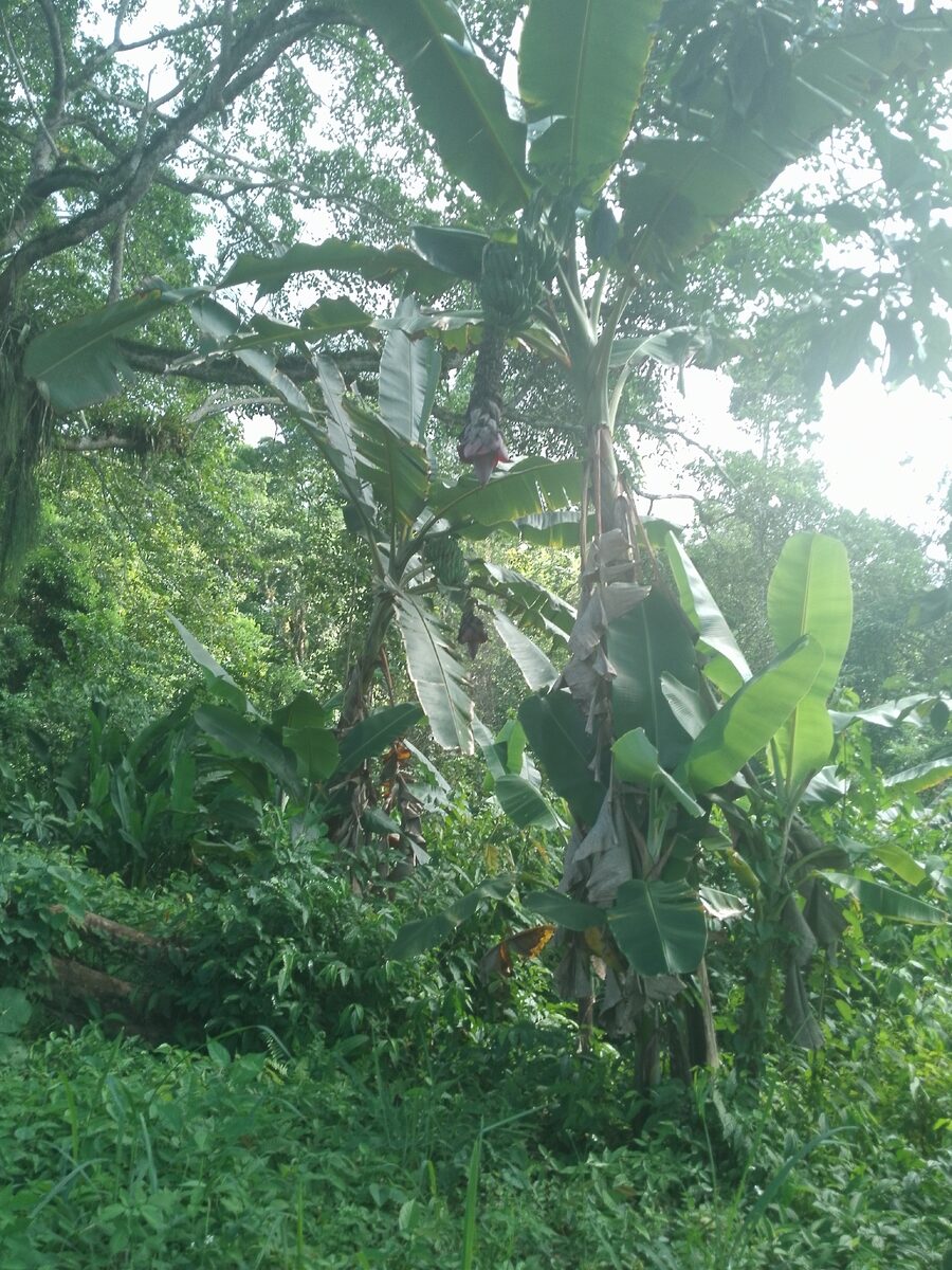 Musa x paradisiaca (Plantain Banana) — photo