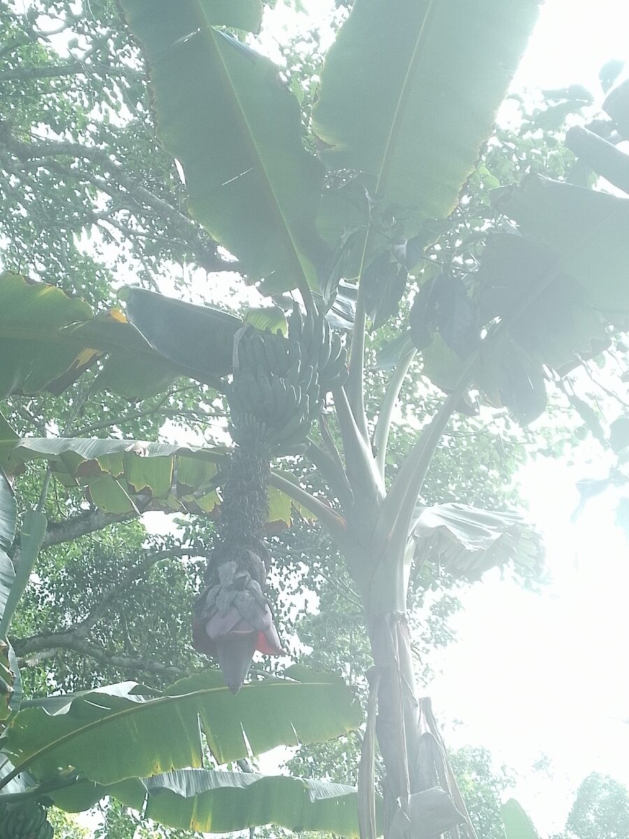 Musa x paradisiaca (Plantain Banana) — photo