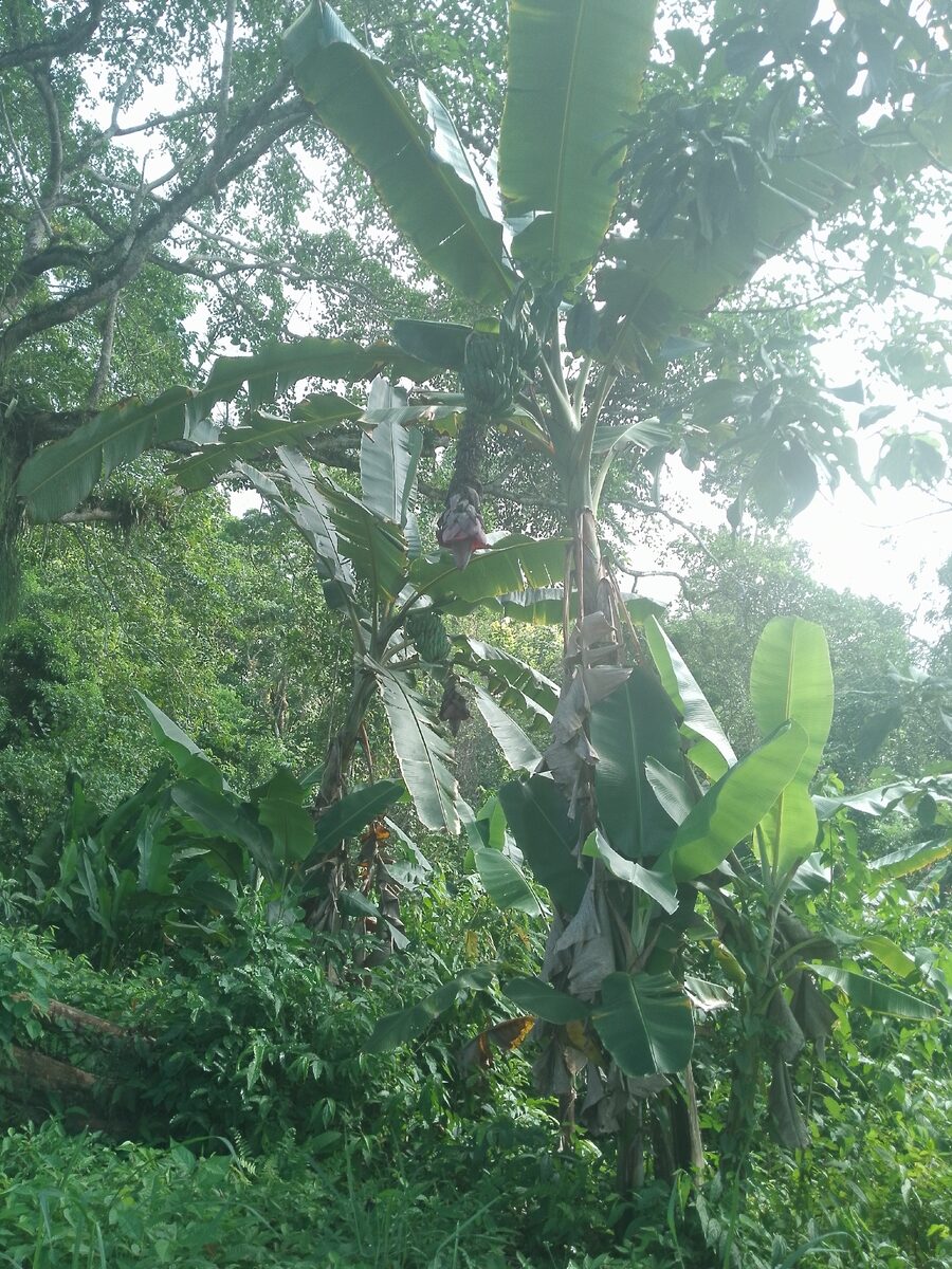 Musa x paradisiaca