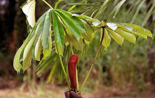 Musanga cecropioides (Corkwood) — photo
