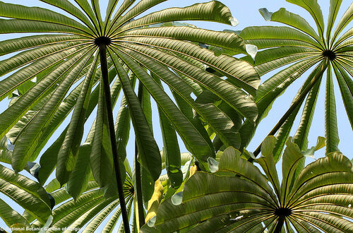 Musanga cecropioides