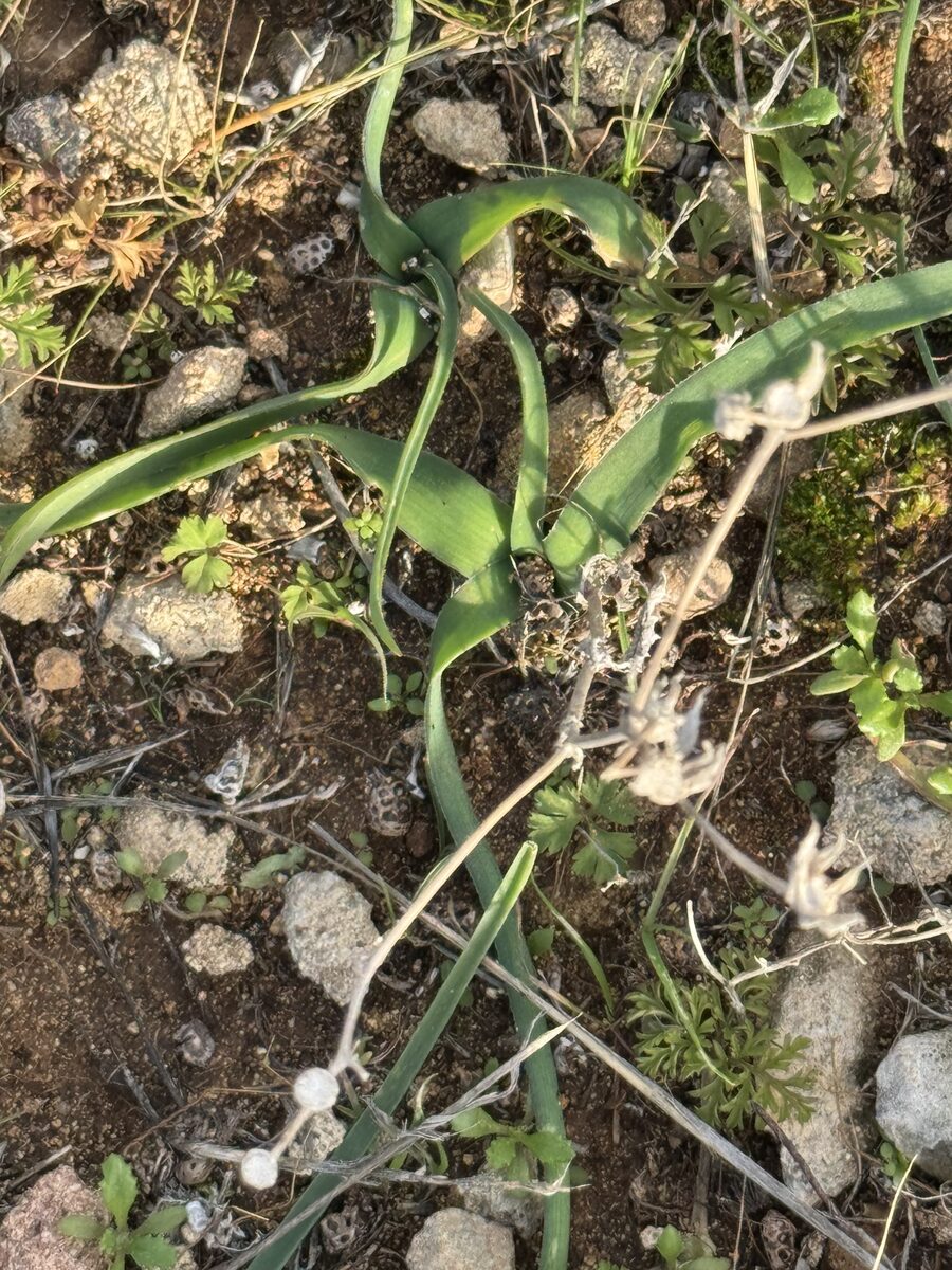 Muscari comosum - (L.)Mill. (Tassel Hyacinth) — photo