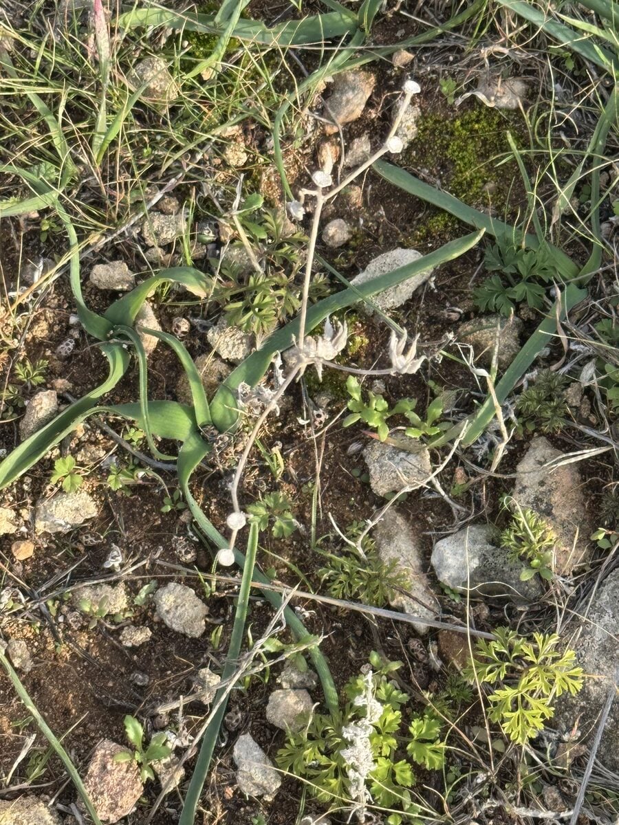 Muscari comosum - (L.)Mill.