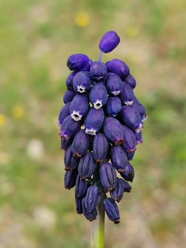 Muscari neglectum (Grape Hyacinth) — photo