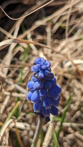 Muscari neglectum (Grape Hyacinth) — photo
